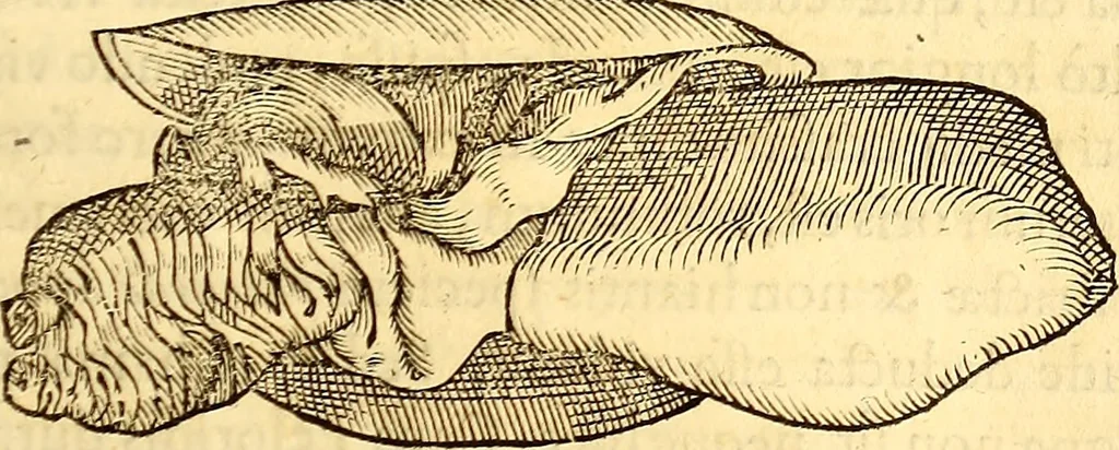 An illustration from Gvlielmi Rondeletii ... Libri de piscibus marinis, in quibus veræ piscium effigies expressæ sunt .., 1554, leaf 650