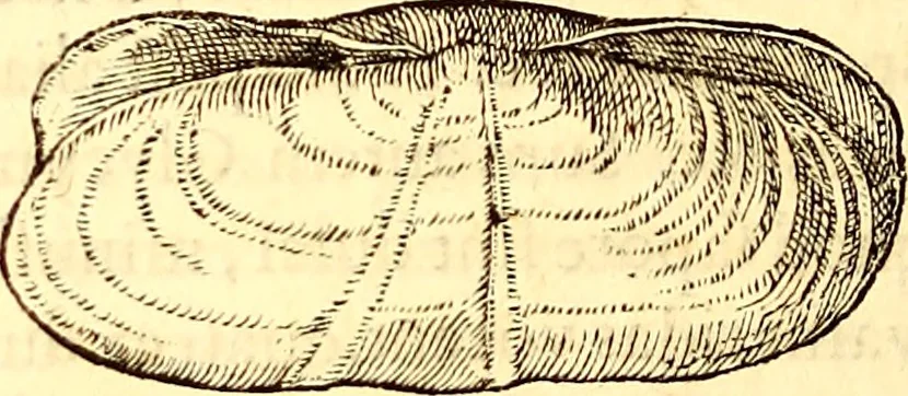 An illustration from Gvlielmi Rondeletii ... Libri de piscibus marinis, in quibus veræ piscium effigies expressæ sunt .., 1554, leaf 653