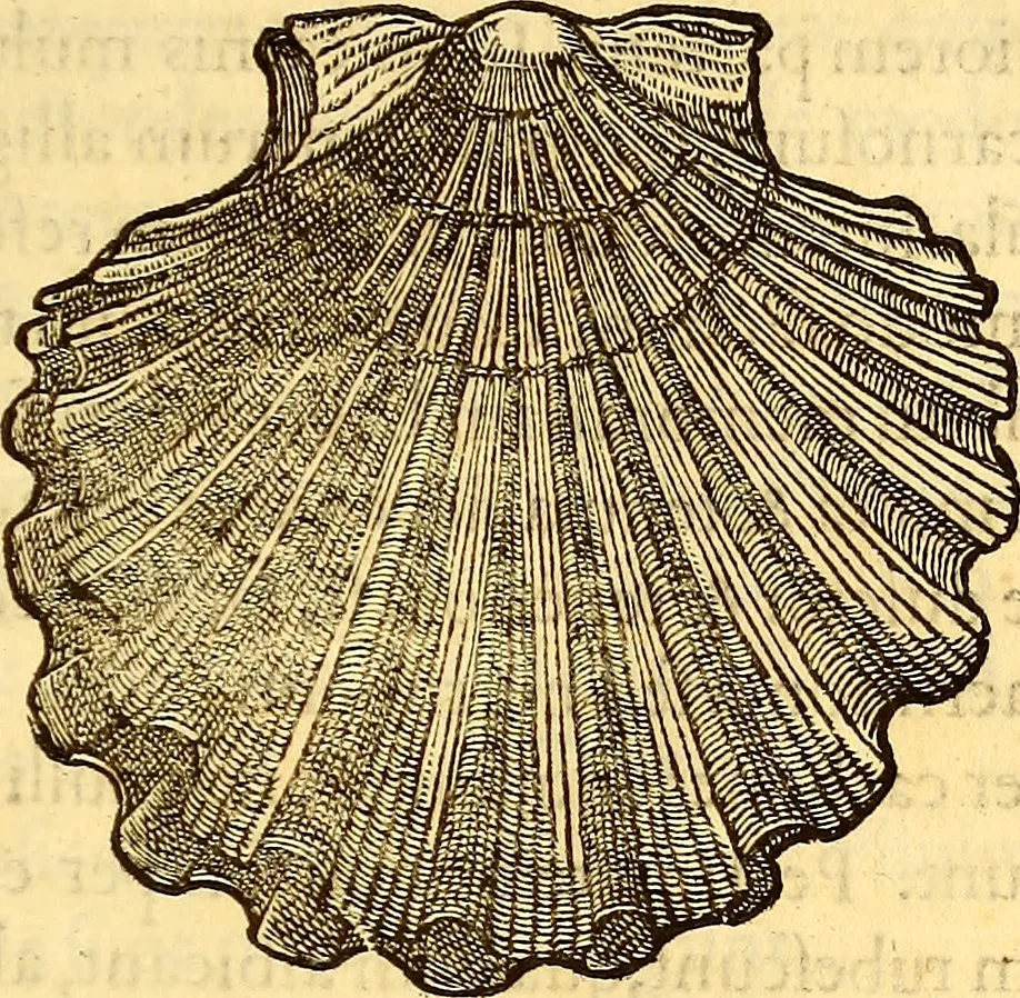 An illustration from Gvlielmi Rondeletii ... Libri de piscibus marinis, in quibus veræ piscium effigies expressæ sunt .., 1554, leaf 654