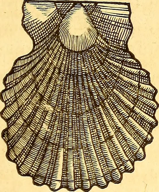 An illustration from Gvlielmi Rondeletii ... Libri de piscibus marinis, in quibus veræ piscium effigies expressæ sunt .., 1554, leaf 656