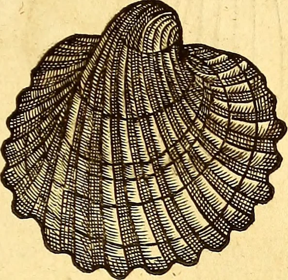 An illustration from Gvlielmi Rondeletii ... Libri de piscibus marinis, in quibus veræ piscium effigies expressæ sunt .., 1554, leaf 660