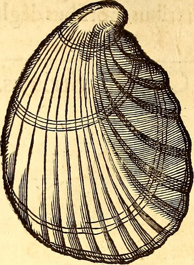 An illustration from Gvlielmi Rondeletii ... Libri de piscibus marinis, in quibus veræ piscium effigies expressæ sunt .., 1554, leaf 661