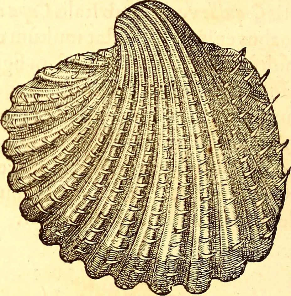 An illustration from Gvlielmi Rondeletii ... Libri de piscibus marinis, in quibus veræ piscium effigies expressæ sunt .., 1554, leaf 661