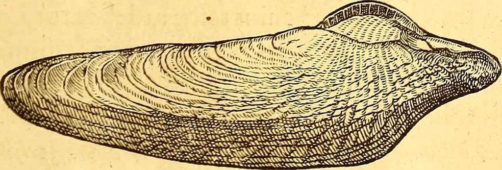 An illustration from Gvlielmi Rondeletii ... Libri de piscibus marinis, in quibus veræ piscium effigies expressæ sunt .., 1554, leaf 662
