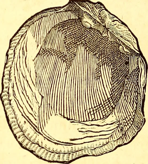 An illustration from Gvlielmi Rondeletii ... Libri de piscibus marinis, in quibus veræ piscium effigies expressæ sunt .., 1554, leaf 663