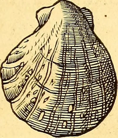 An illustration from Gvlielmi Rondeletii ... Libri de piscibus marinis, in quibus veræ piscium effigies expressæ sunt .., 1554, leaf 664