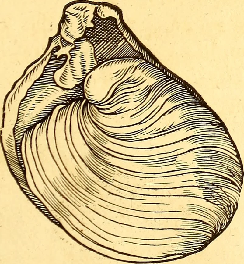 An illustration from Gvlielmi Rondeletii ... Libri de piscibus marinis, in quibus veræ piscium effigies expressæ sunt .., 1554, leaf 664