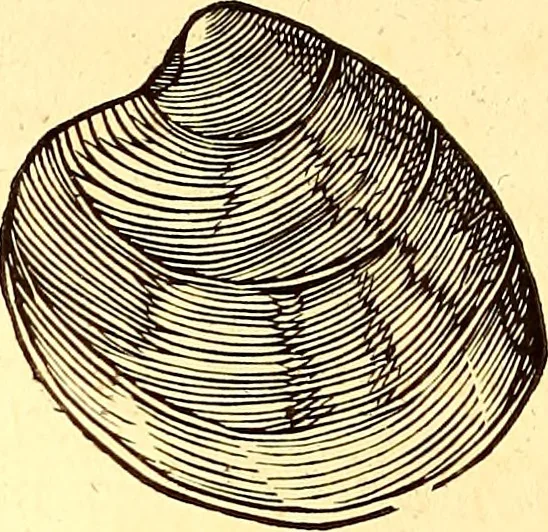 An illustration from Gvlielmi Rondeletii ... Libri de piscibus marinis, in quibus veræ piscium effigies expressæ sunt .., 1554, leaf 665