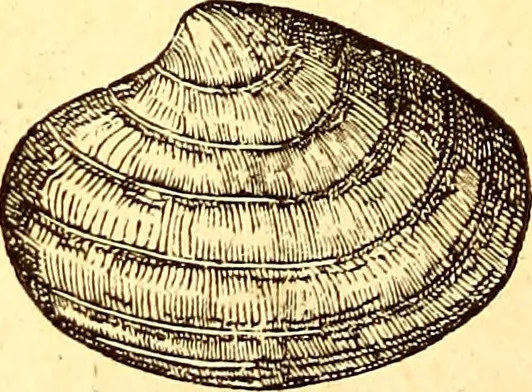 An illustration from Gvlielmi Rondeletii ... Libri de piscibus marinis, in quibus veræ piscium effigies expressæ sunt .., 1554, leaf 665