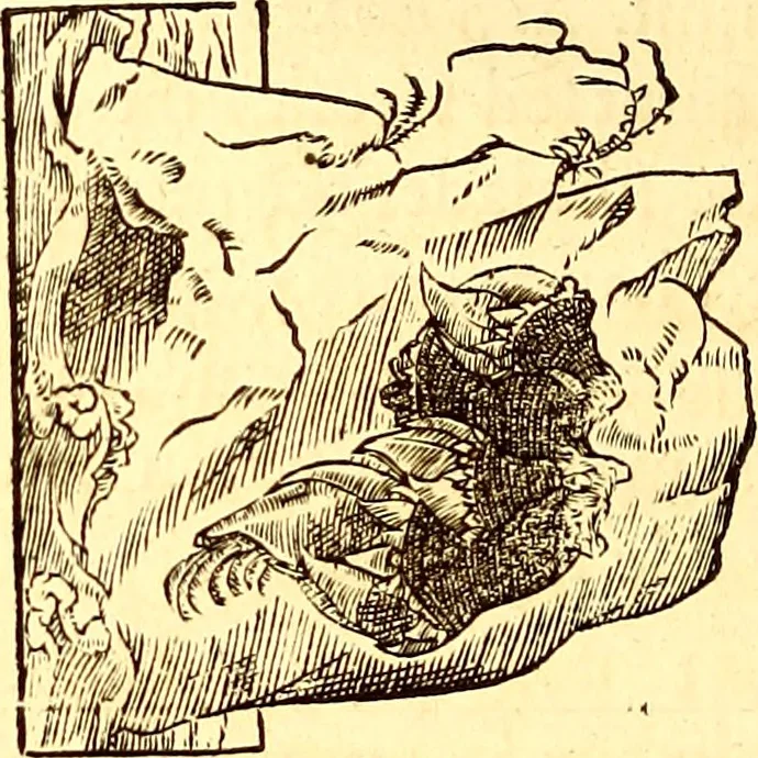 An illustration from Gvlielmi Rondeletii ... Libri de piscibus marinis, in quibus veræ piscium effigies expressæ sunt .., 1554, leaf 667
