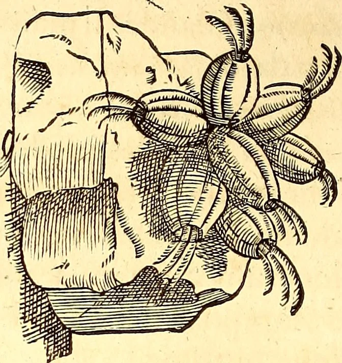 An illustration from Gvlielmi Rondeletii ... Libri de piscibus marinis, in quibus veræ piscium effigies expressæ sunt .., 1554, leaf 669
