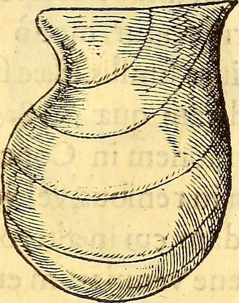 An illustration from Gvlielmi Rondeletii ... Libri de piscibus marinis, in quibus veræ piscium effigies expressæ sunt .., 1554, leaf 672