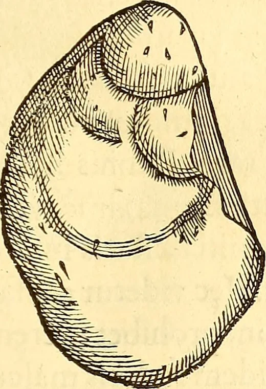 An illustration from Gvlielmi Rondeletii ... Libri de piscibus marinis, in quibus veræ piscium effigies expressæ sunt .., 1554, leaf 674