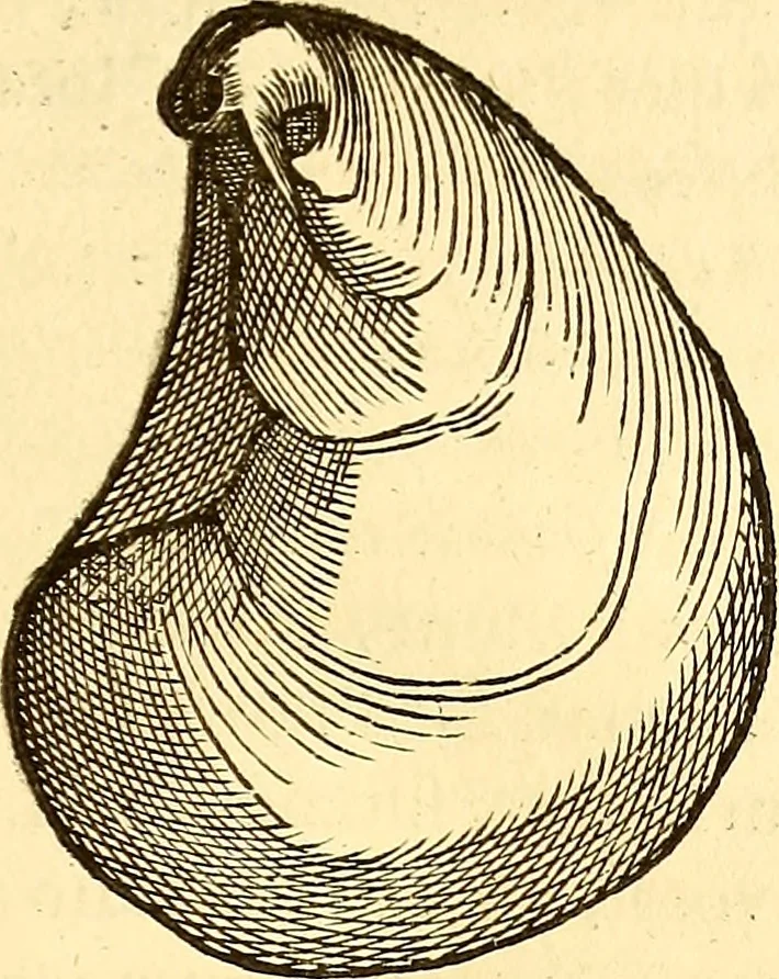 An illustration from Gvlielmi Rondeletii ... Libri de piscibus marinis, in quibus veræ piscium effigies expressæ sunt .., 1554, leaf 676