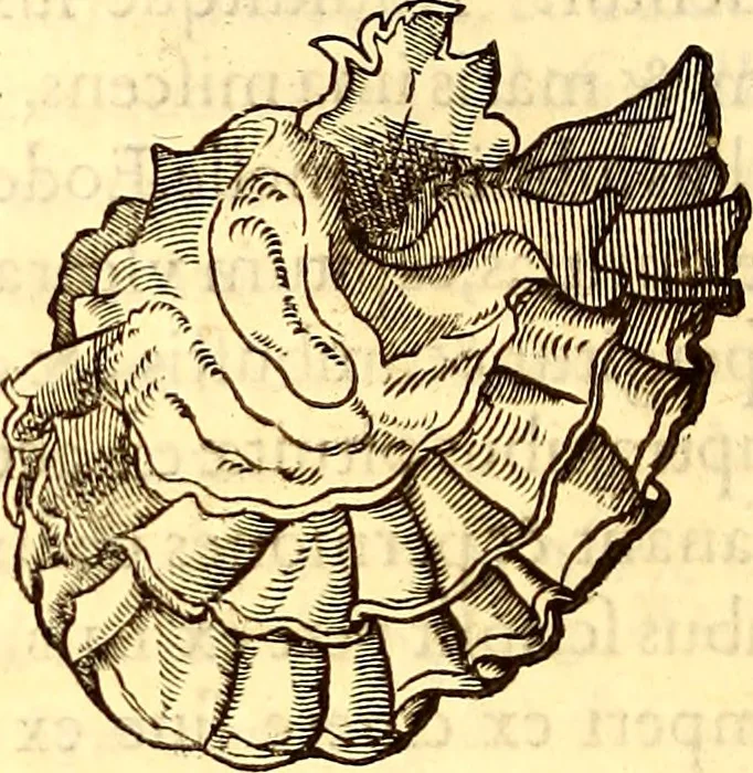 An illustration from Gvlielmi Rondeletii ... Libri de piscibus marinis, in quibus veræ piscium effigies expressæ sunt .., 1554, leaf 679
