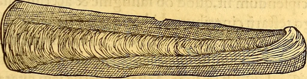 An illustration from Gvlielmi Rondeletii ... Libri de piscibus marinis, in quibus veræ piscium effigies expressæ sunt .., 1554, leaf 682