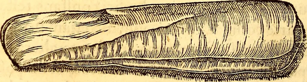 An illustration from Gvlielmi Rondeletii ... Libri de piscibus marinis, in quibus veræ piscium effigies expressæ sunt .., 1554, leaf 683