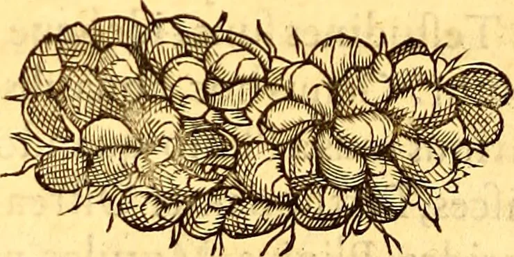An illustration from Gvlielmi Rondeletii ... Libri de piscibus marinis, in quibus veræ piscium effigies expressæ sunt .., 1554, leaf 685