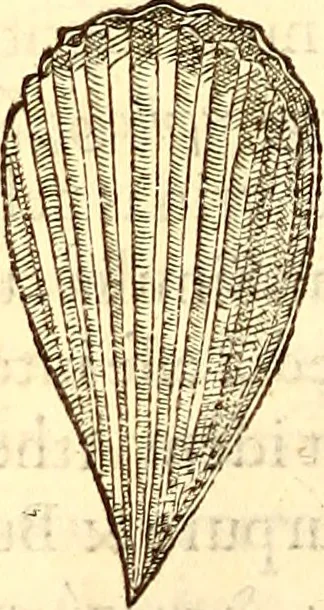An illustration from Gvlielmi Rondeletii ... Libri de piscibus marinis, in quibus veræ piscium effigies expressæ sunt .., 1554, leaf 691