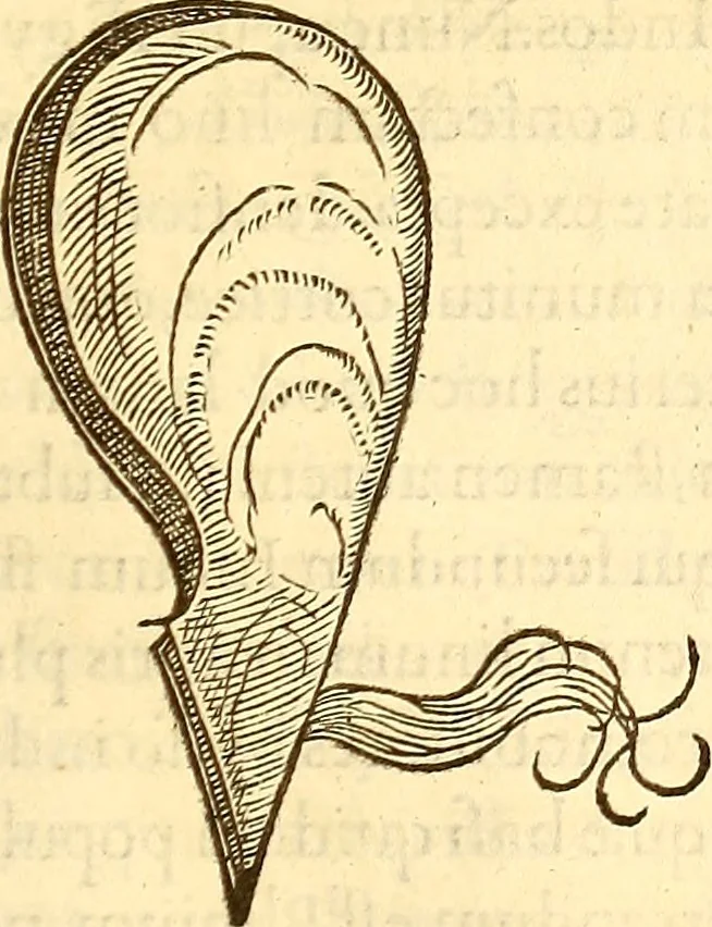 An illustration from Gvlielmi Rondeletii ... Libri de piscibus marinis, in quibus veræ piscium effigies expressæ sunt .., 1554, leaf 692