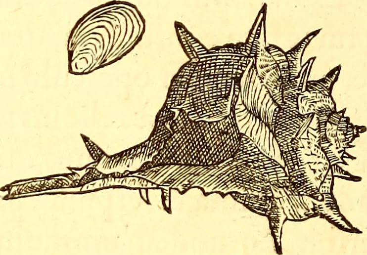 An illustration from Gvlielmi Rondeletii ... Libri de piscibus marinis, in quibus veræ piscium effigies expressæ sunt .., 1554, leaf 703