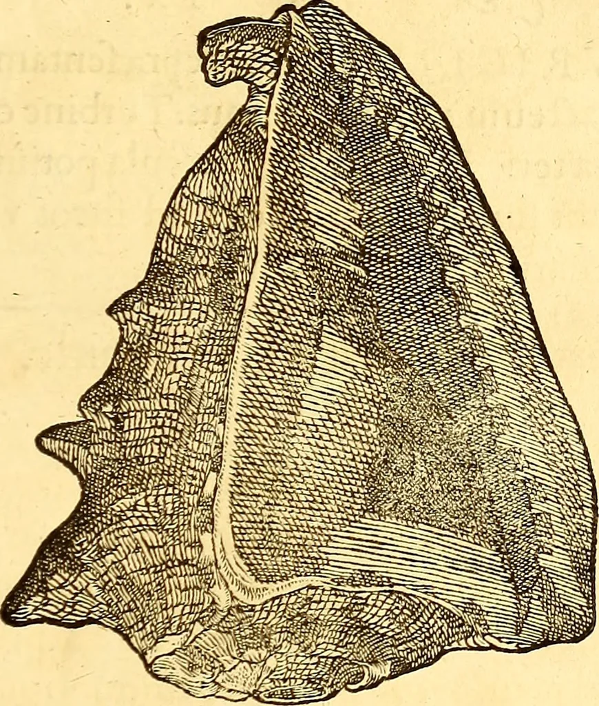 An illustration from Gvlielmi Rondeletii ... Libri de piscibus marinis, in quibus veræ piscium effigies expressæ sunt .., 1554, leaf 716
