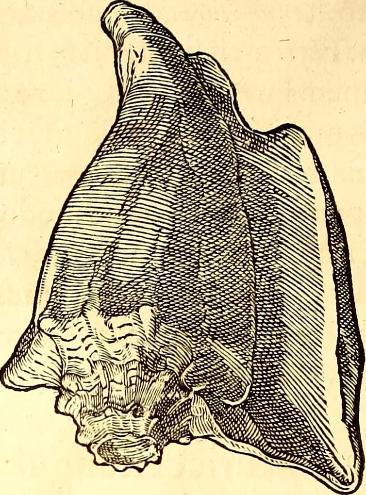 An illustration from Gvlielmi Rondeletii ... Libri de piscibus marinis, in quibus veræ piscium effigies expressæ sunt .., 1554, leaf 717