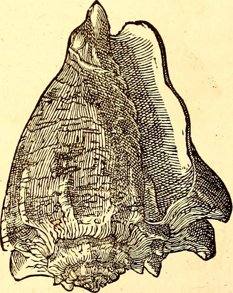 An illustration from Gvlielmi Rondeletii ... Libri de piscibus marinis, in quibus veræ piscium effigies expressæ sunt .., 1554, leaf 717