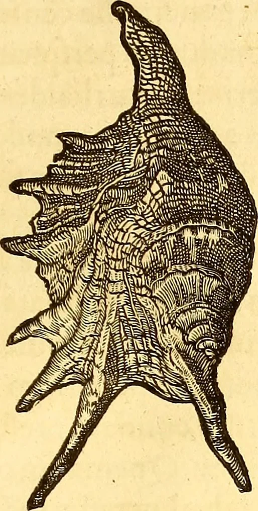An illustration from Gvlielmi Rondeletii ... Libri de piscibus marinis, in quibus veræ piscium effigies expressæ sunt .., 1554, leaf 718