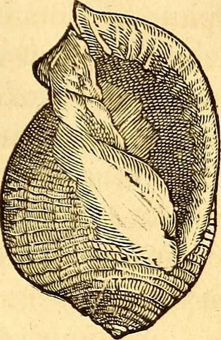 An illustration from Gvlielmi Rondeletii ... Libri de piscibus marinis, in quibus veræ piscium effigies expressæ sunt .., 1554, leaf 722