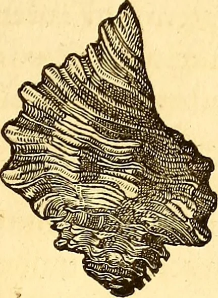 An illustration from Gvlielmi Rondeletii ... Libri de piscibus marinis, in quibus veræ piscium effigies expressæ sunt .., 1554, leaf 722