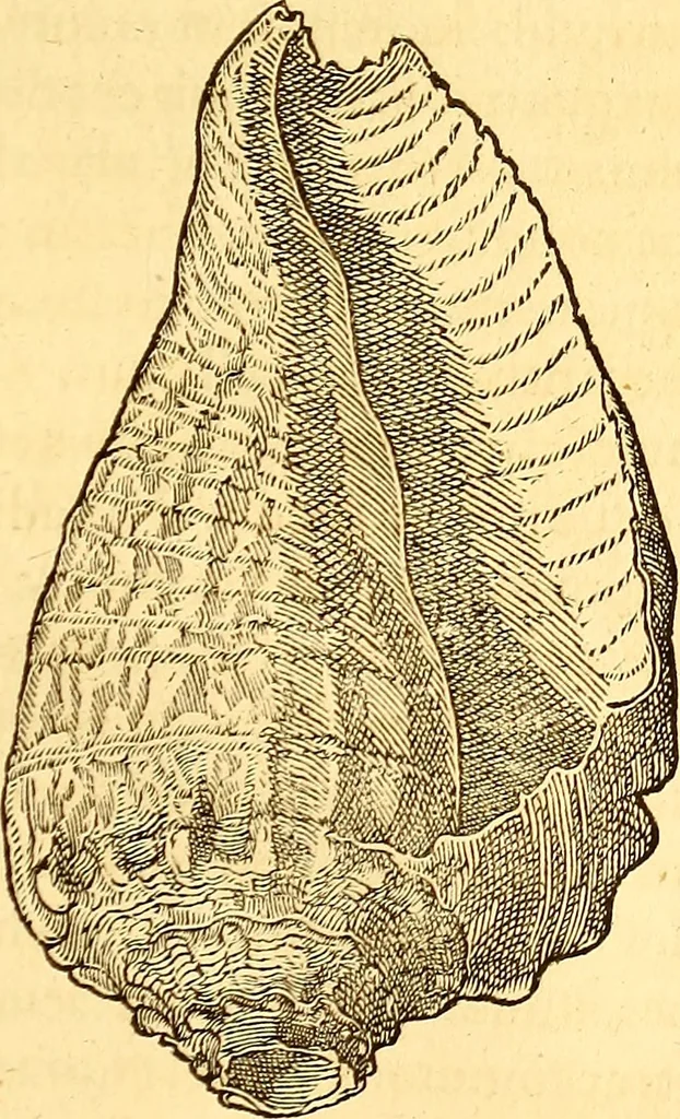 An illustration from Gvlielmi Rondeletii ... Libri de piscibus marinis, in quibus veræ piscium effigies expressæ sunt .., 1554, leaf 722