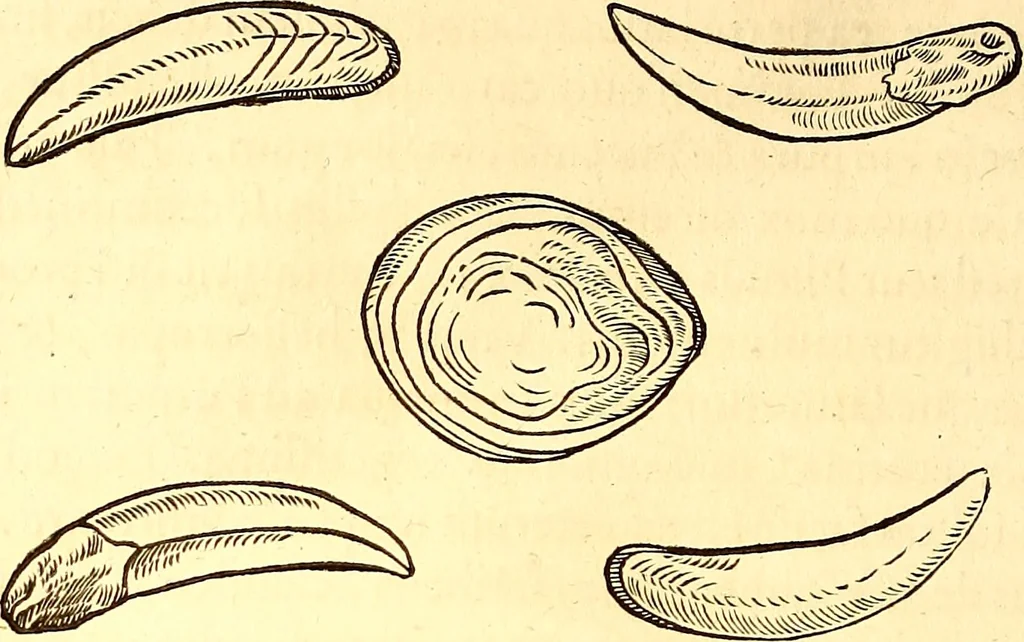 An illustration from Gvlielmi Rondeletii ... Libri de piscibus marinis, in quibus veræ piscium effigies expressæ sunt .., 1554, leaf 725