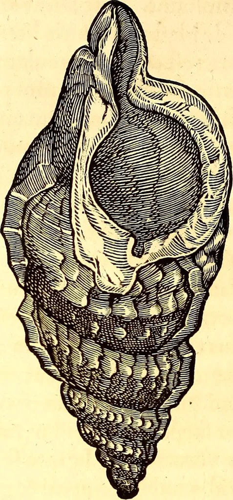 An illustration from Gvlielmi Rondeletii ... Libri de piscibus marinis, in quibus veræ piscium effigies expressæ sunt .., 1554, leaf 727