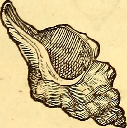 An illustration from Gvlielmi Rondeletii ... Libri de piscibus marinis, in quibus veræ piscium effigies expressæ sunt .., 1554, leaf 728