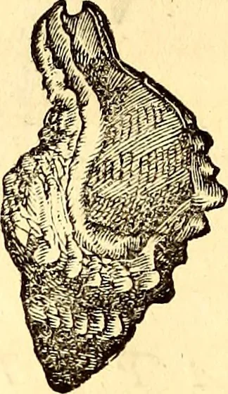 An illustration from Gvlielmi Rondeletii ... Libri de piscibus marinis, in quibus veræ piscium effigies expressæ sunt .., 1554, leaf 729