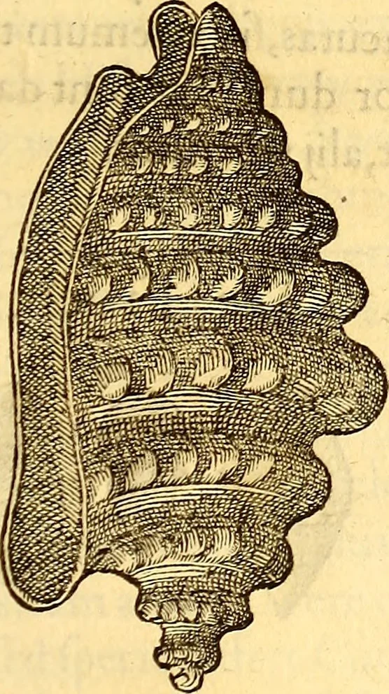 An illustration from Gvlielmi Rondeletii ... Libri de piscibus marinis, in quibus veræ piscium effigies expressæ sunt .., 1554, leaf 730