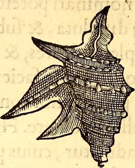 An illustration from Gvlielmi Rondeletii ... Libri de piscibus marinis, in quibus veræ piscium effigies expressæ sunt .., 1554, leaf 731