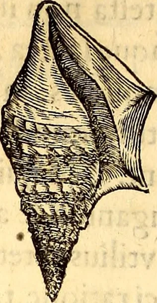 An illustration from Gvlielmi Rondeletii ... Libri de piscibus marinis, in quibus veræ piscium effigies expressæ sunt .., 1554, leaf 731