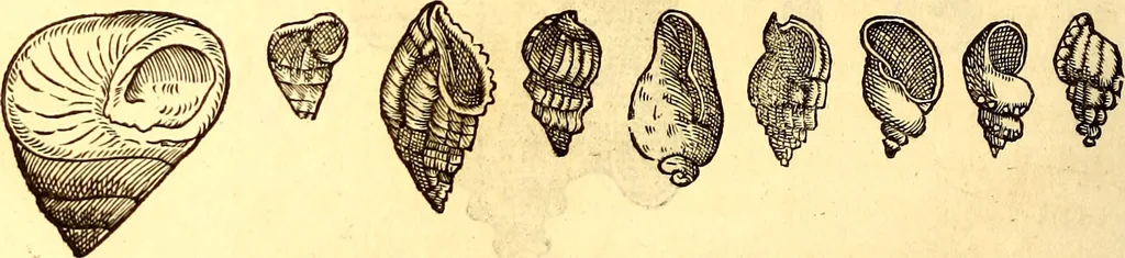 An illustration from Gvlielmi Rondeletii ... Libri de piscibus marinis, in quibus veræ piscium effigies expressæ sunt .., 1554, leaf 731