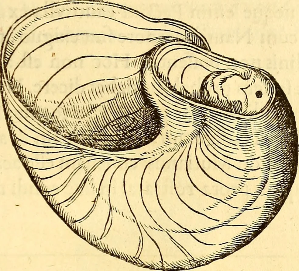 An illustration from Gvlielmi Rondeletii ... Libri de piscibus marinis, in quibus veræ piscium effigies expressæ sunt .., 1554, leaf 736
