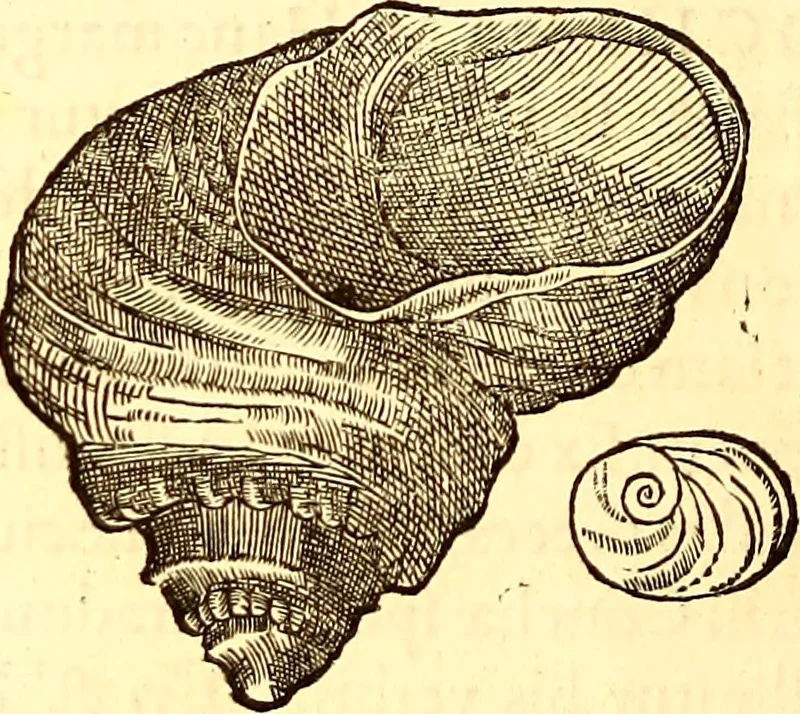 An illustration from Gvlielmi Rondeletii ... Libri de piscibus marinis, in quibus veræ piscium effigies expressæ sunt .., 1554, leaf 737