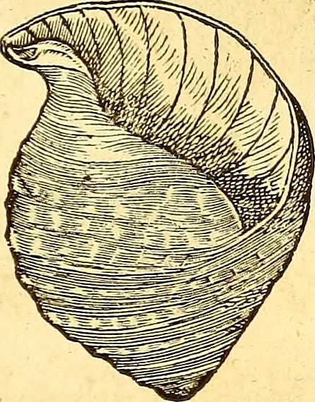 An illustration from Gvlielmi Rondeletii ... Libri de piscibus marinis, in quibus veræ piscium effigies expressæ sunt .., 1554, leaf 738
