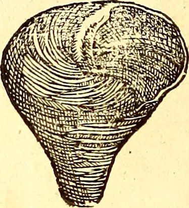 An illustration from Gvlielmi Rondeletii ... Libri de piscibus marinis, in quibus veræ piscium effigies expressæ sunt .., 1554, leaf 739