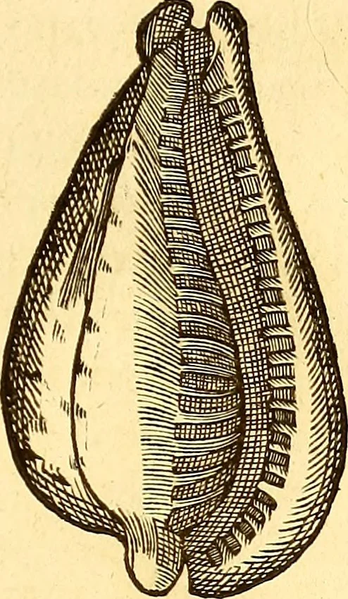 An illustration from Gvlielmi Rondeletii ... Libri de piscibus marinis, in quibus veræ piscium effigies expressæ sunt .., 1554, leaf 740