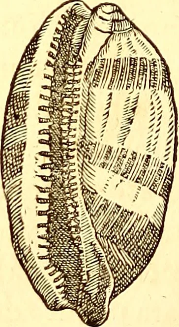 An illustration from Gvlielmi Rondeletii ... Libri de piscibus marinis, in quibus veræ piscium effigies expressæ sunt .., 1554, leaf 741