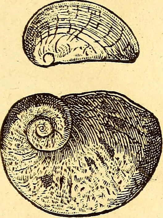 An illustration from Gvlielmi Rondeletii ... Libri de piscibus marinis, in quibus veræ piscium effigies expressæ sunt .., 1554, leaf 744