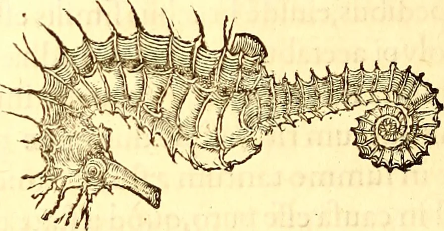 An illustration from Gvlielmi Rondeletii ... Libri de piscibus marinis, in quibus veræ piscium effigies expressæ sunt .., 1554, leaf 753
