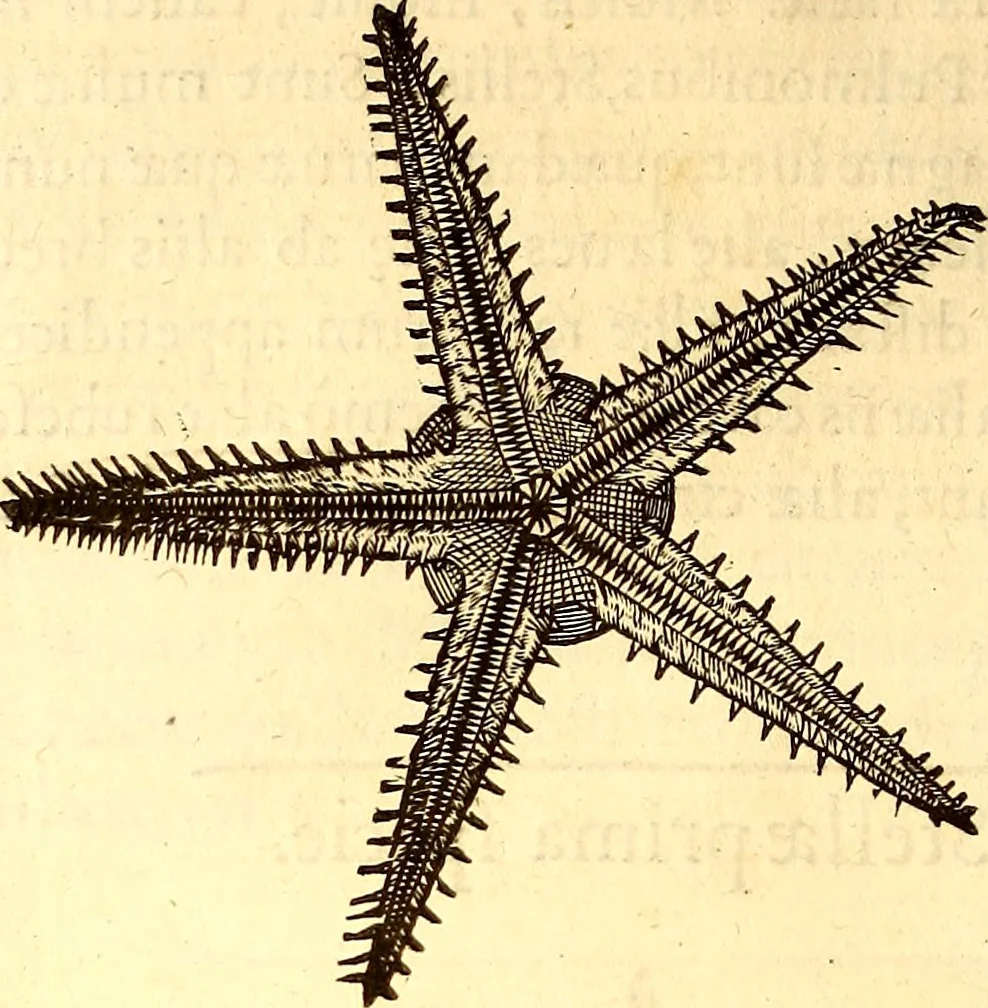 An illustration from Gvlielmi Rondeletii ... Libri de piscibus marinis, in quibus veræ piscium effigies expressæ sunt .., 1554, leaf 759