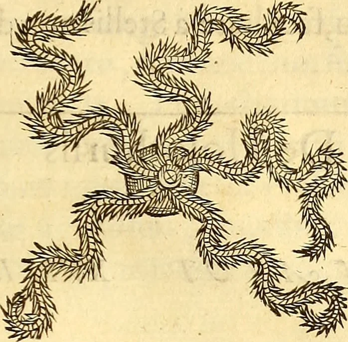An illustration from Gvlielmi Rondeletii ... Libri de piscibus marinis, in quibus veræ piscium effigies expressæ sunt .., 1554, leaf 762